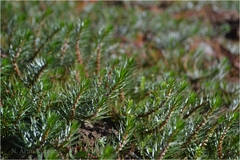 Myriophyllum oliganthum